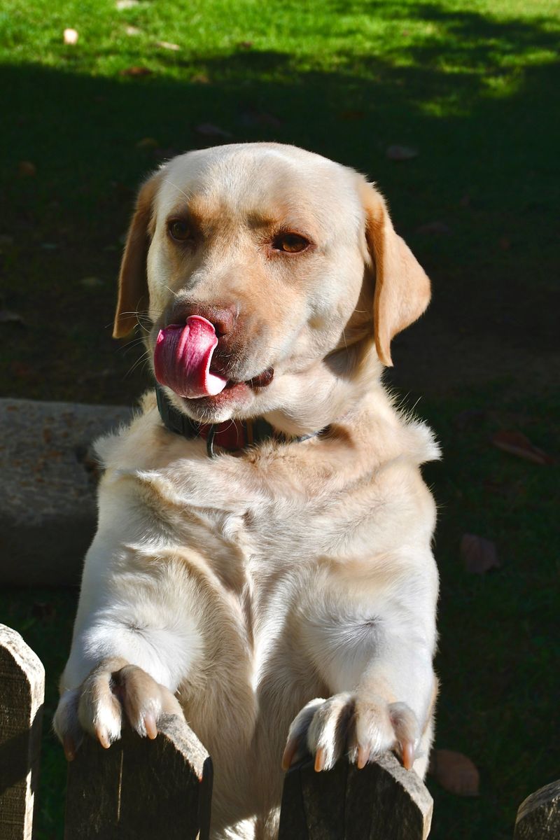 The happiest homes often share one thing in common - and these 11 dog breeds fit right in 2 Labrador Retriever