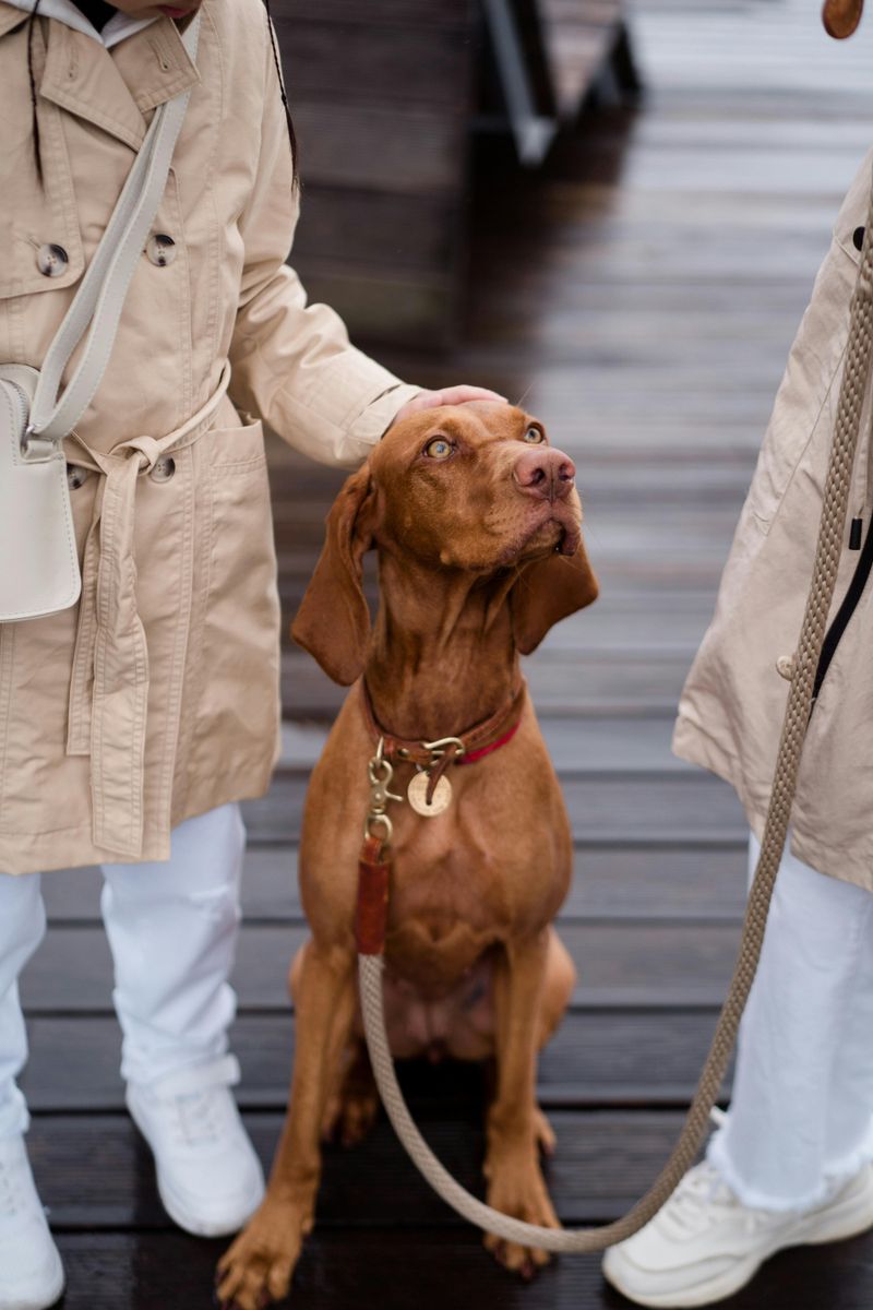 14 dog breeds that struggle when their favorite human changes 2 Vizsla