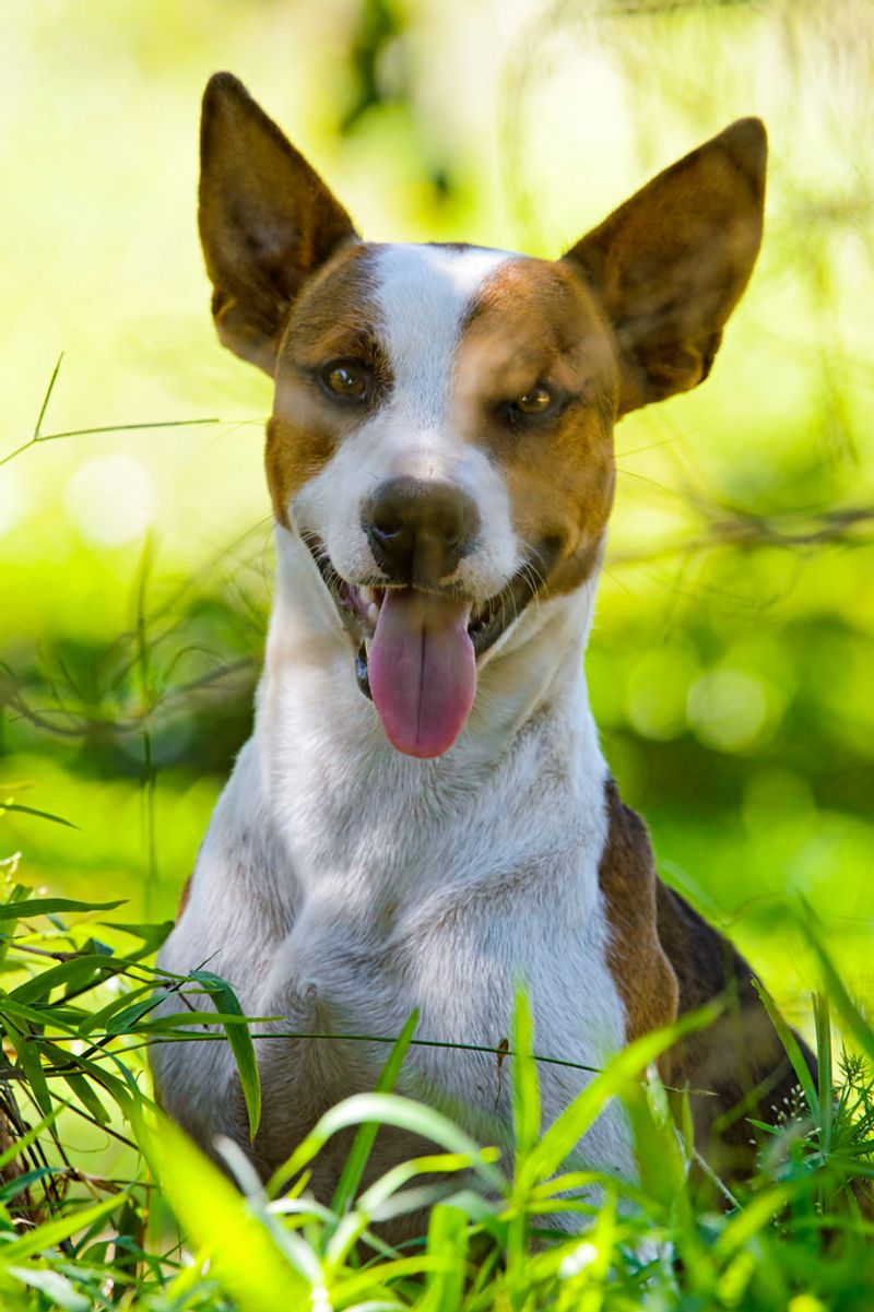 Basenji