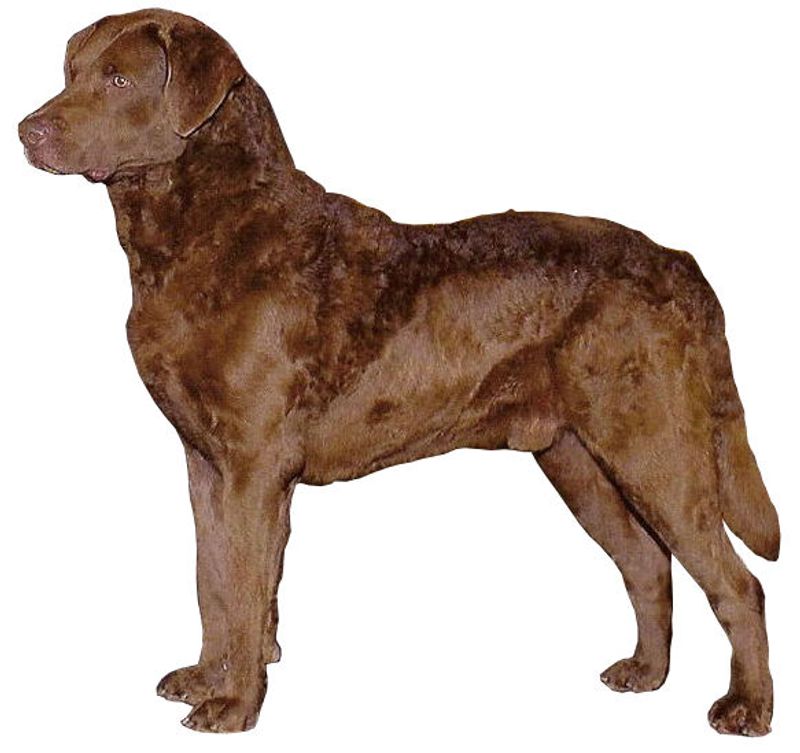 Chesapeake Bay Retriever