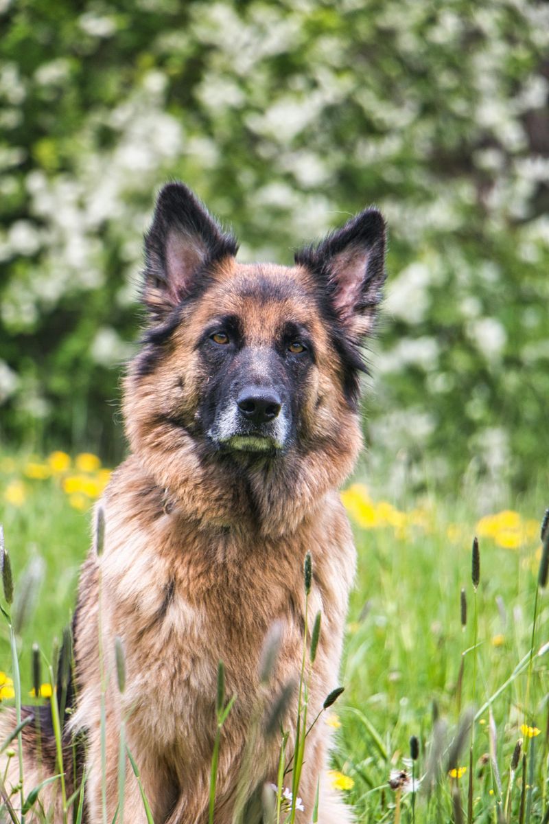 15 Dog Breeds That Are Dominating America’s Popularity Charts Right Now 5 German Shepherd