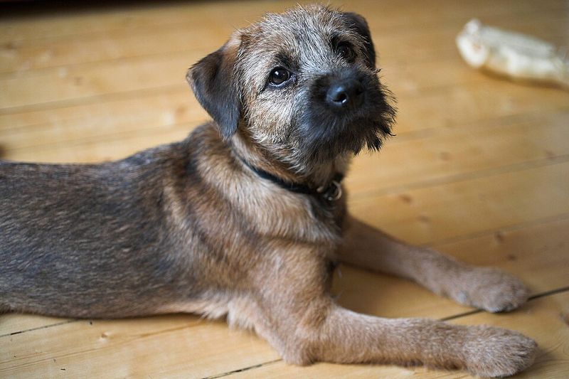 Border Terrier