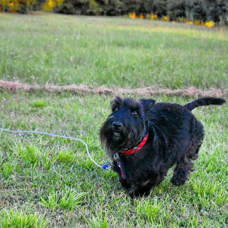Scottish Terrier