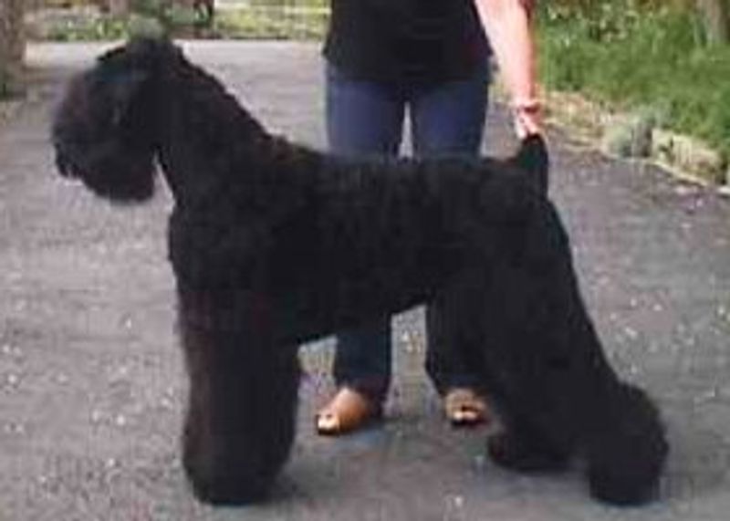 These 14 dogs combine loyalty, awareness, and strong guarding instincts 13 Black Russian Terrier