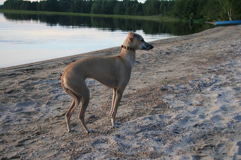 If personal space matters to you, these dogs may test that relationship immediately 8 Italian Greyhound