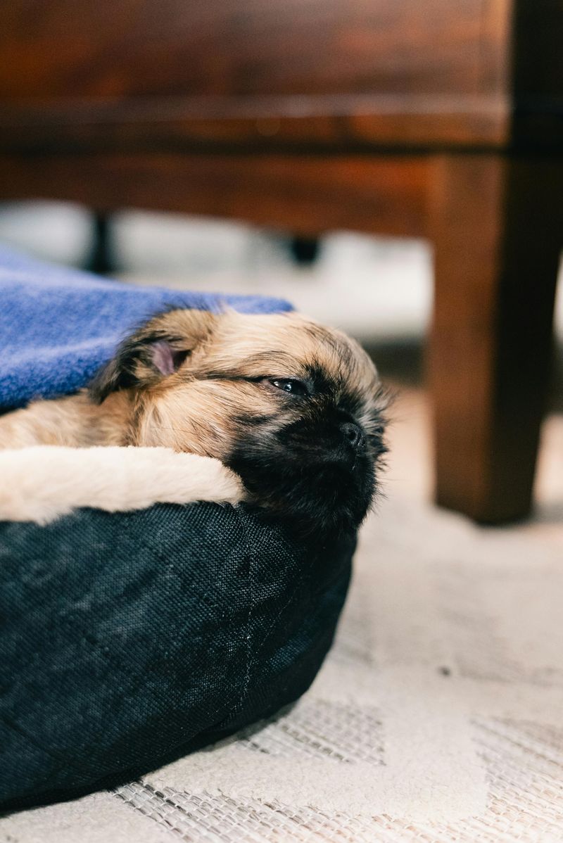 Dogs + Smart Homes Are Merging - 12 Features People Add Specifically for Pet Comfort 5 HEPA Air Purifiers