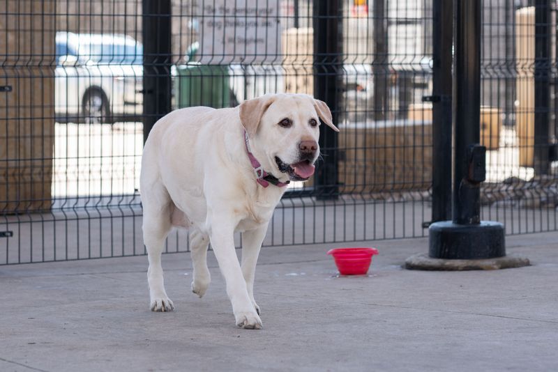 You brush, bathe and trim - but owners of these 12 dog breeds often forget the ears 6 Labrador Retriever