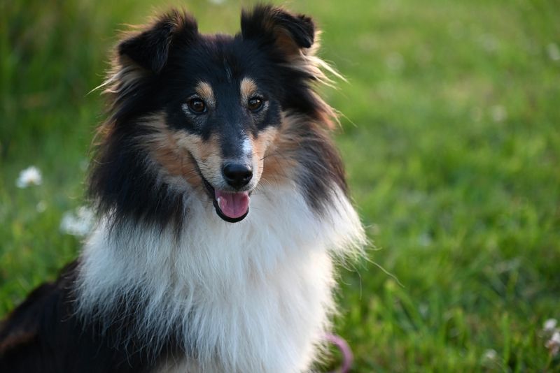 Sheltie (Shetland Sheepdog)