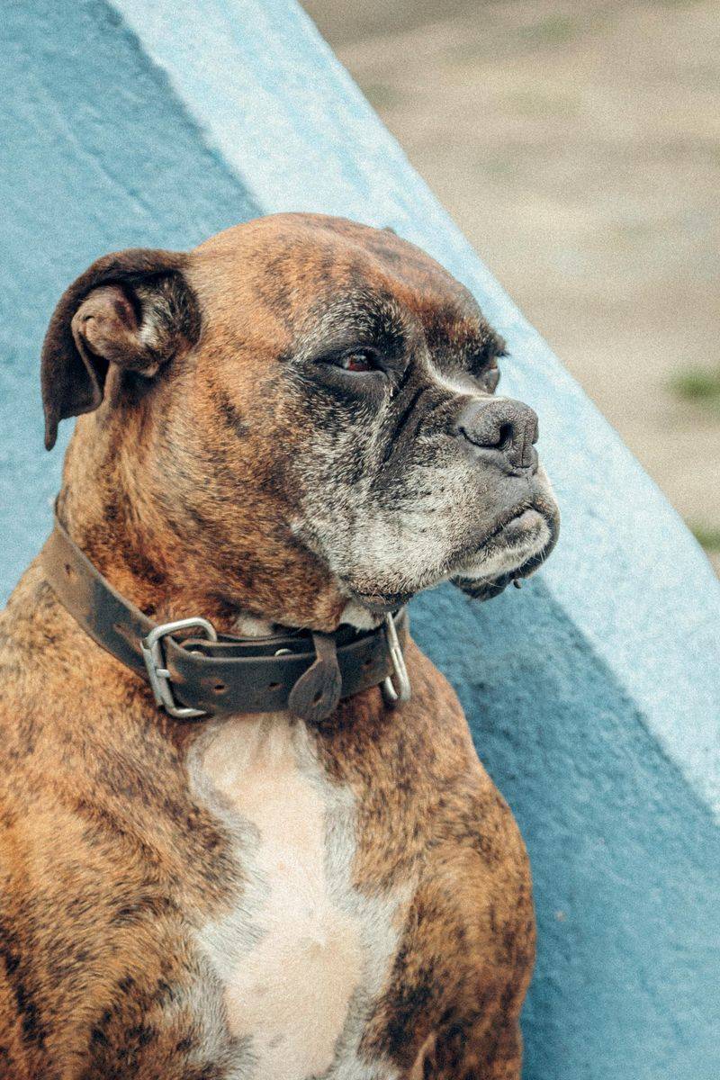 Boxer