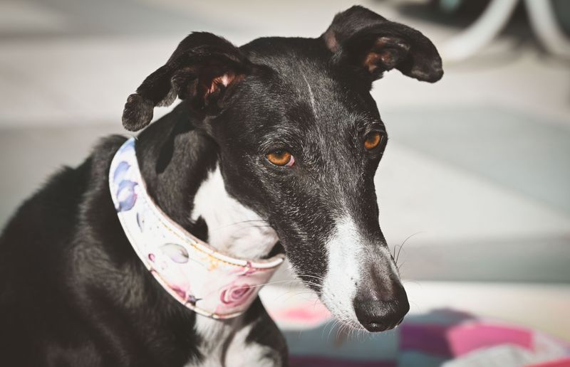 Greyhound