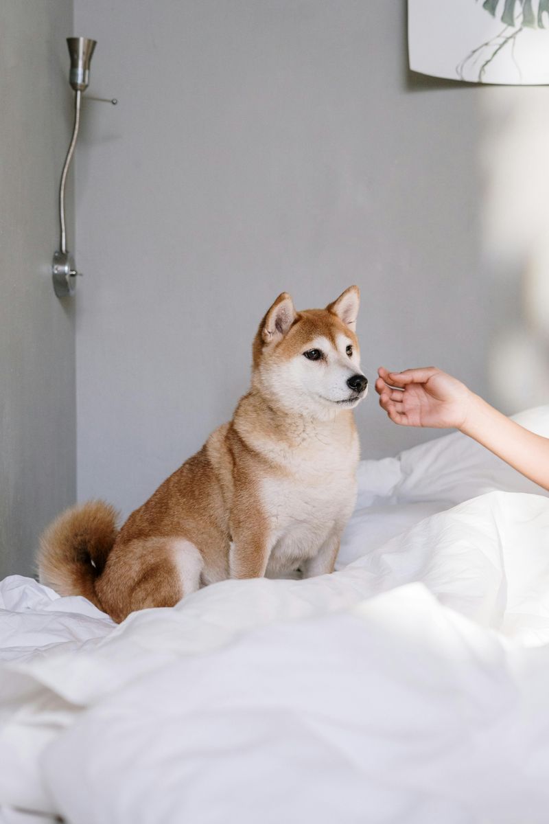 Shiba Inu