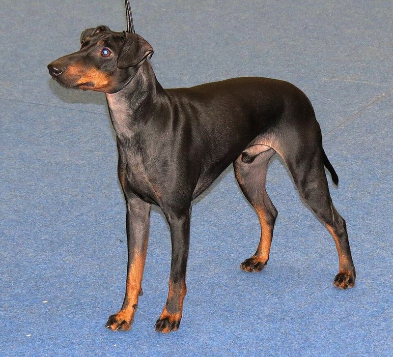 Manchester Terrier
