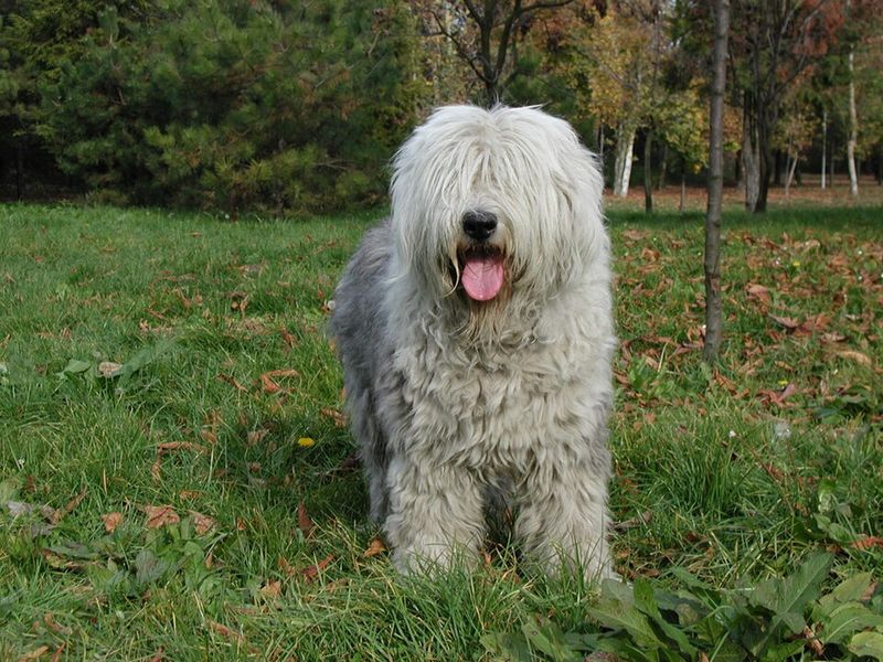 Old English Sheepdog