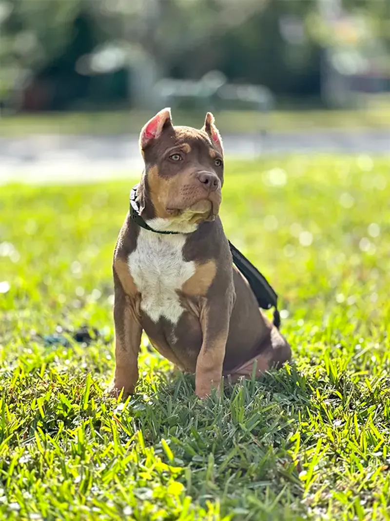 Local Breed-Specific Legislation and Restrictions
