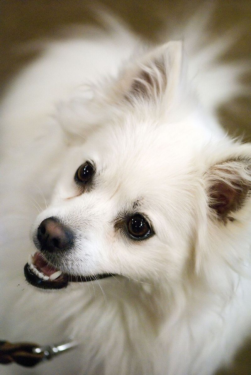 American Eskimo Dog