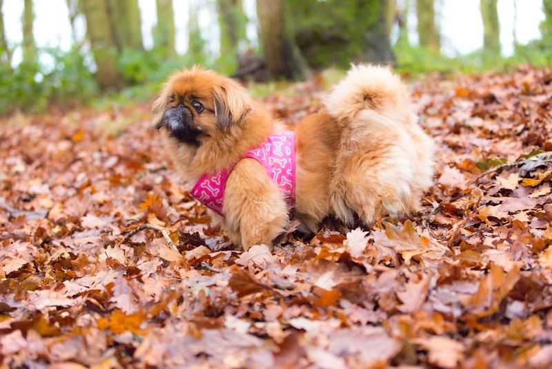 12 dog breeds that can make an ordinary evening at home feel like the best part of ownership 6 Pekingese