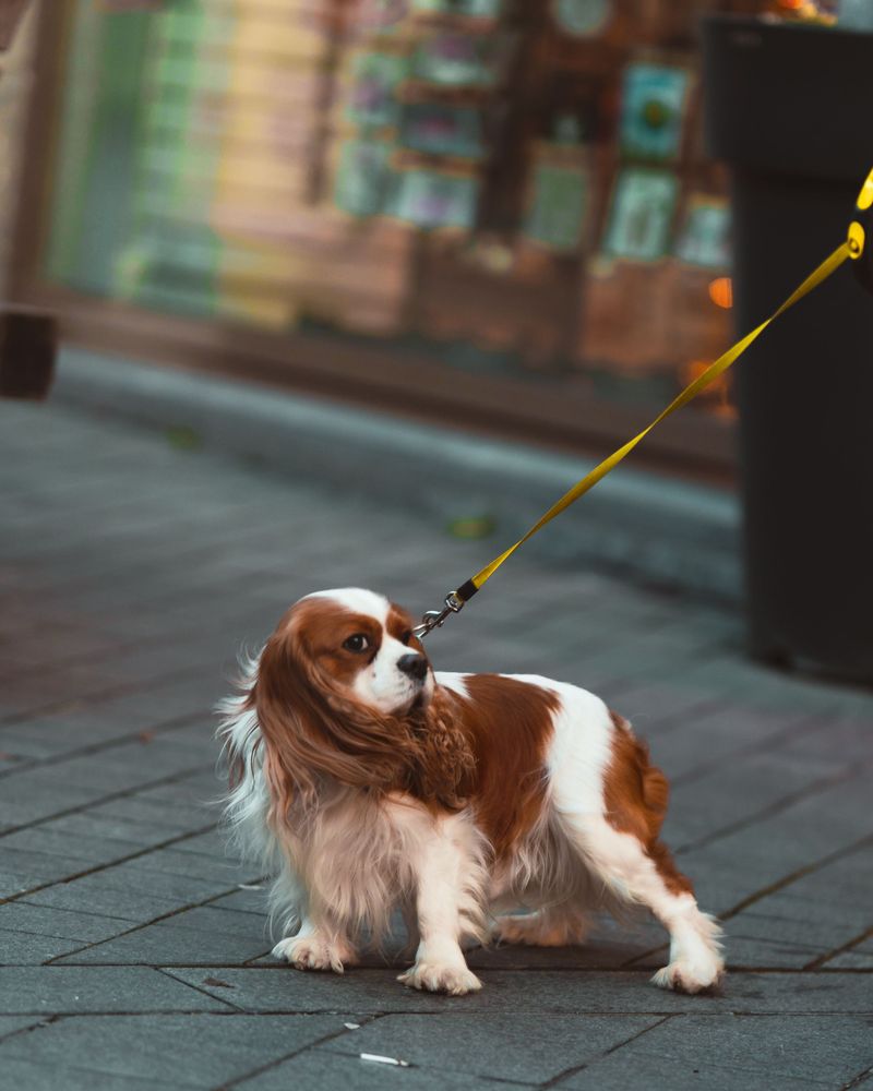 Bring one of these dog breeds home and being loved may become the least subtle part of your day 5 Cavalier King Charles Spaniel