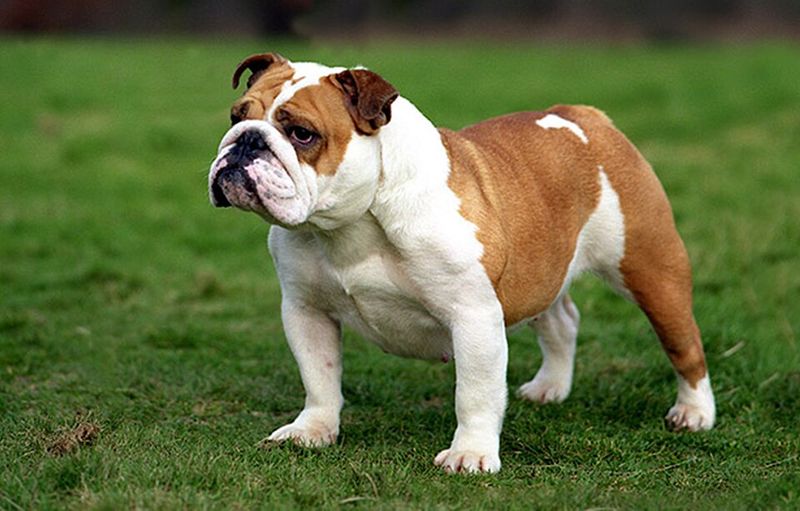 Floor licking can be a warning sign - 10 dog breeds prone to it 7 Bulldog
