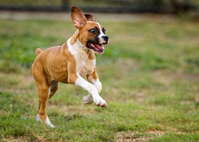 25 Social Dog Breeds That Thrive on Meeting New People 10 Boxer