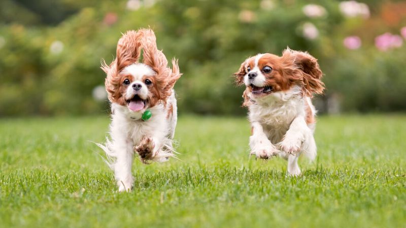 Cavalier King Charles Spaniel