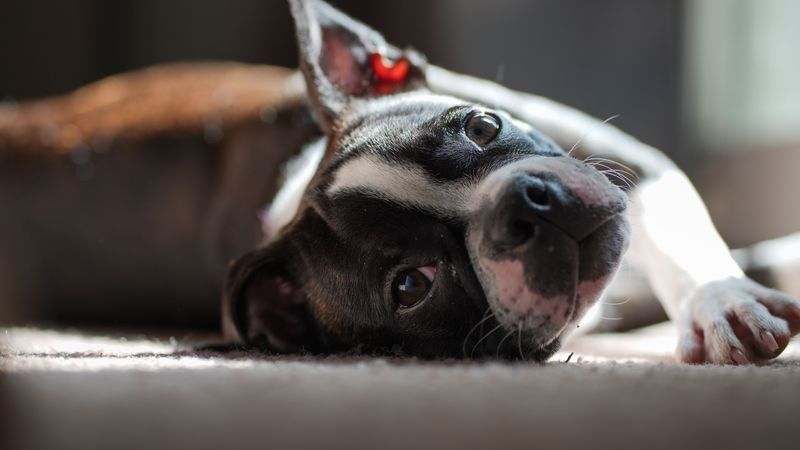 Some dog breeds make unforgettable first impressions - and some only get better with time 12 Boston Terrier