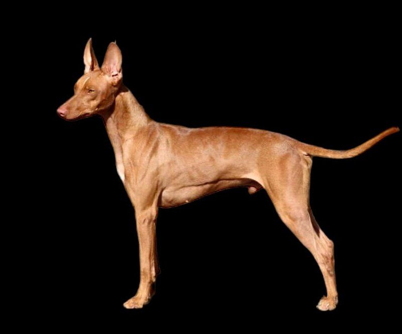 15 Ultra-Rare Dog Breeds You’ll Almost Never Spot in Everyday Life 13 Cirneco dell’Etna