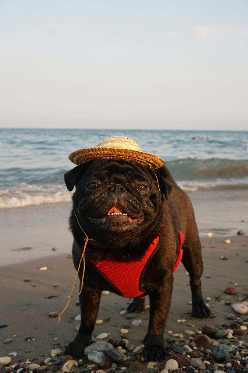 13 easy-to-live-with dog breeds people quietly adore 13 Pug