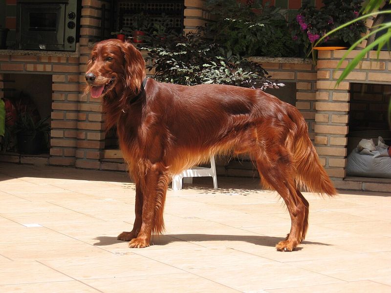 These dog breeds seem built for homes where something is always happening 4 Irish Setter