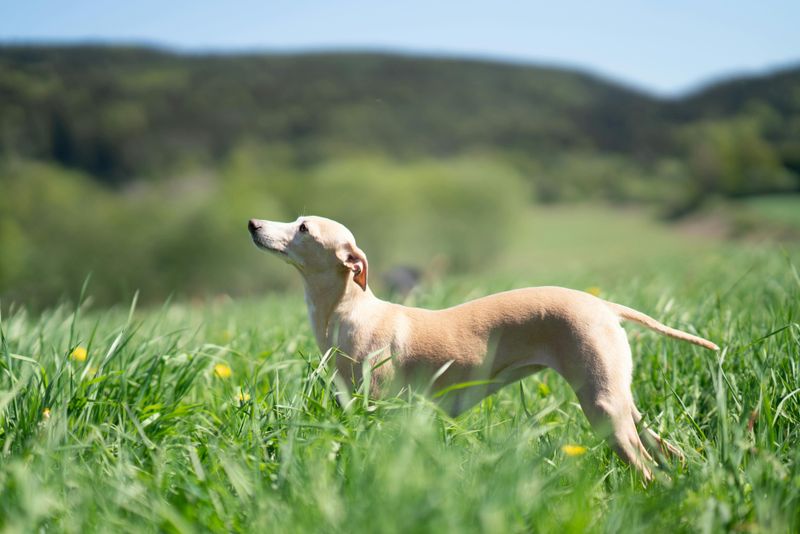 Whippet