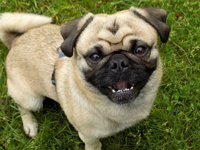 Pug