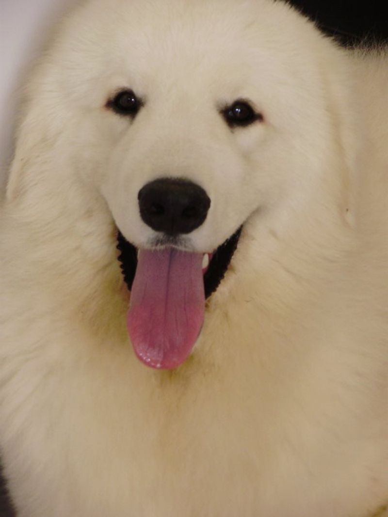 29 Big Dog Breeds with Gentle Temperaments 12 Kuvasz