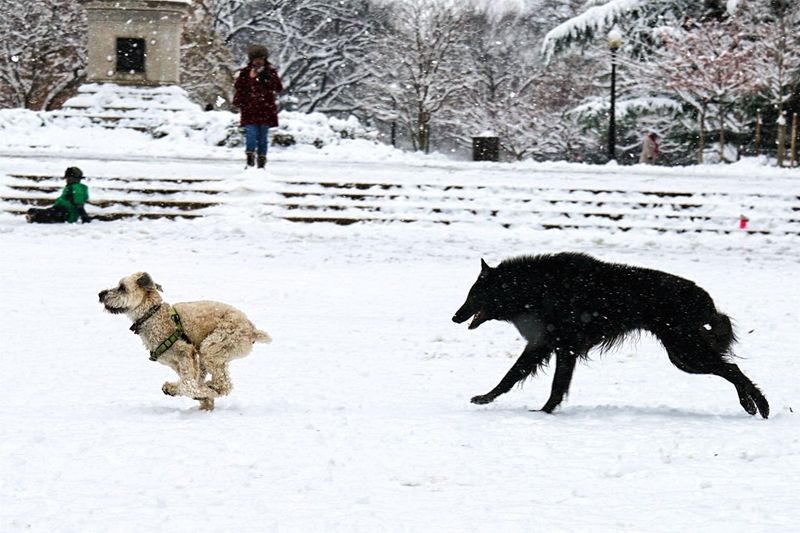 These 10 clues help explain whether your dog's behavior is loyalty or stress 3 Panicking when you leave suggests stress
