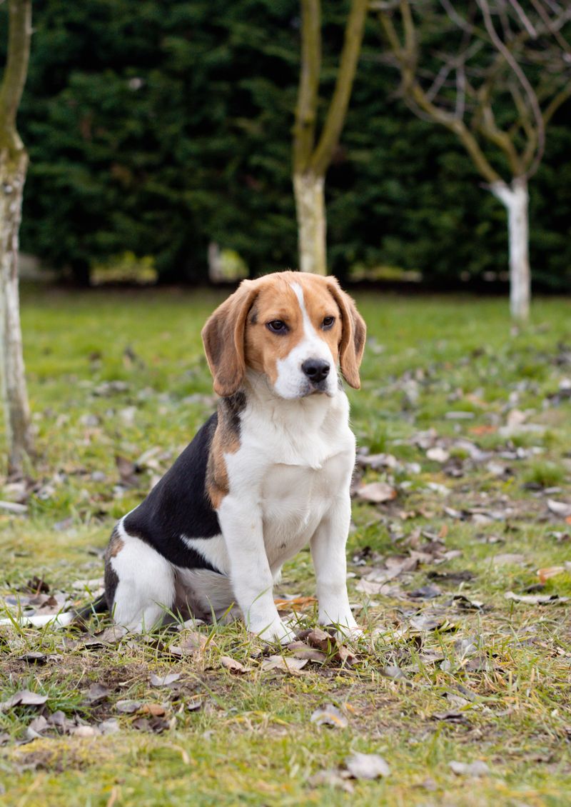 Beagle
