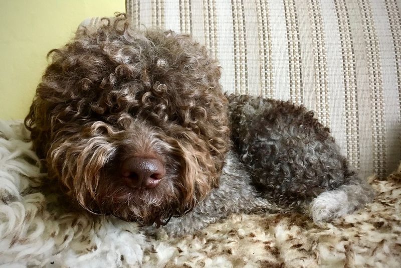 Lagotto Romagnolo