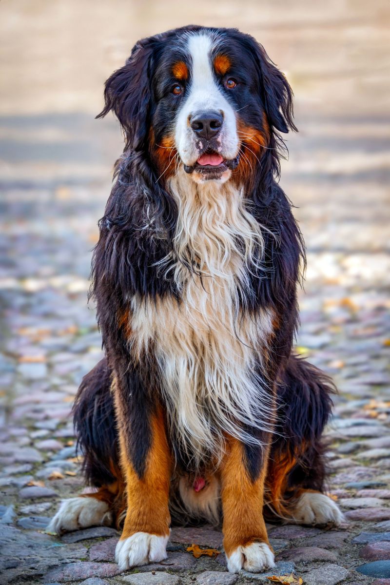 Labrador Retrievers are fantastic - but these 14 breeds bring something equally special 7 Bernese Mountain Dog