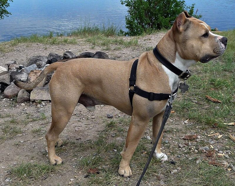 American Staffordshire Terrier 