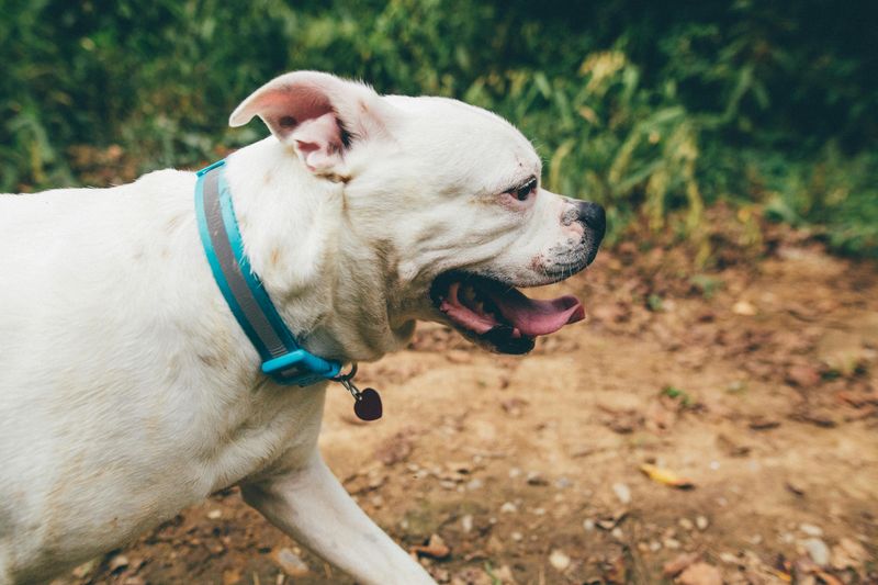 16 Powerful Dog Breeds That Carry a Bold and Fearsome Reputation 16 American Bulldog