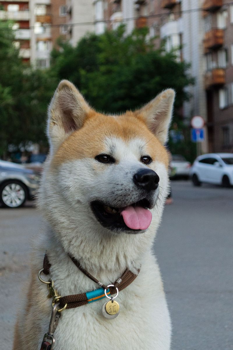 These 10 dog breeds don't bond with everyone - but when they do, it's extraordinary 5 Akita