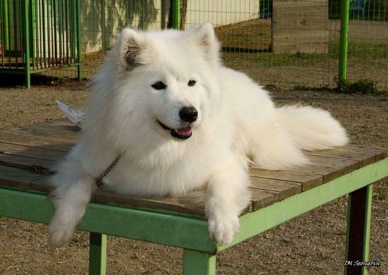Samoyed