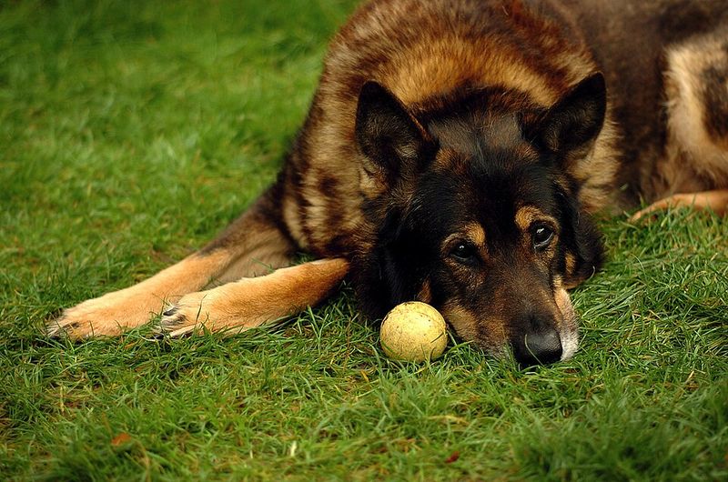 Looking for unwavering devotion? Start with these remarkable dog breeds 5 German Shepherd