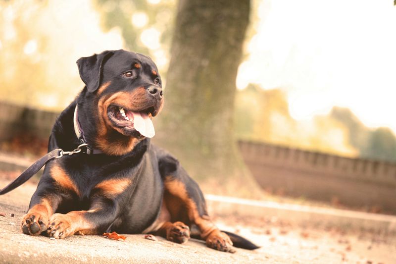 14 Dog Breeds That May Be Too Challenging for Families with Kids 11 Rottweiler
