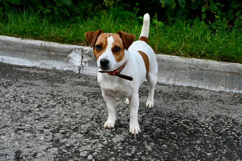 These 13 dogs are tough to train, but here’s what works 9 Jack Russell Terrier