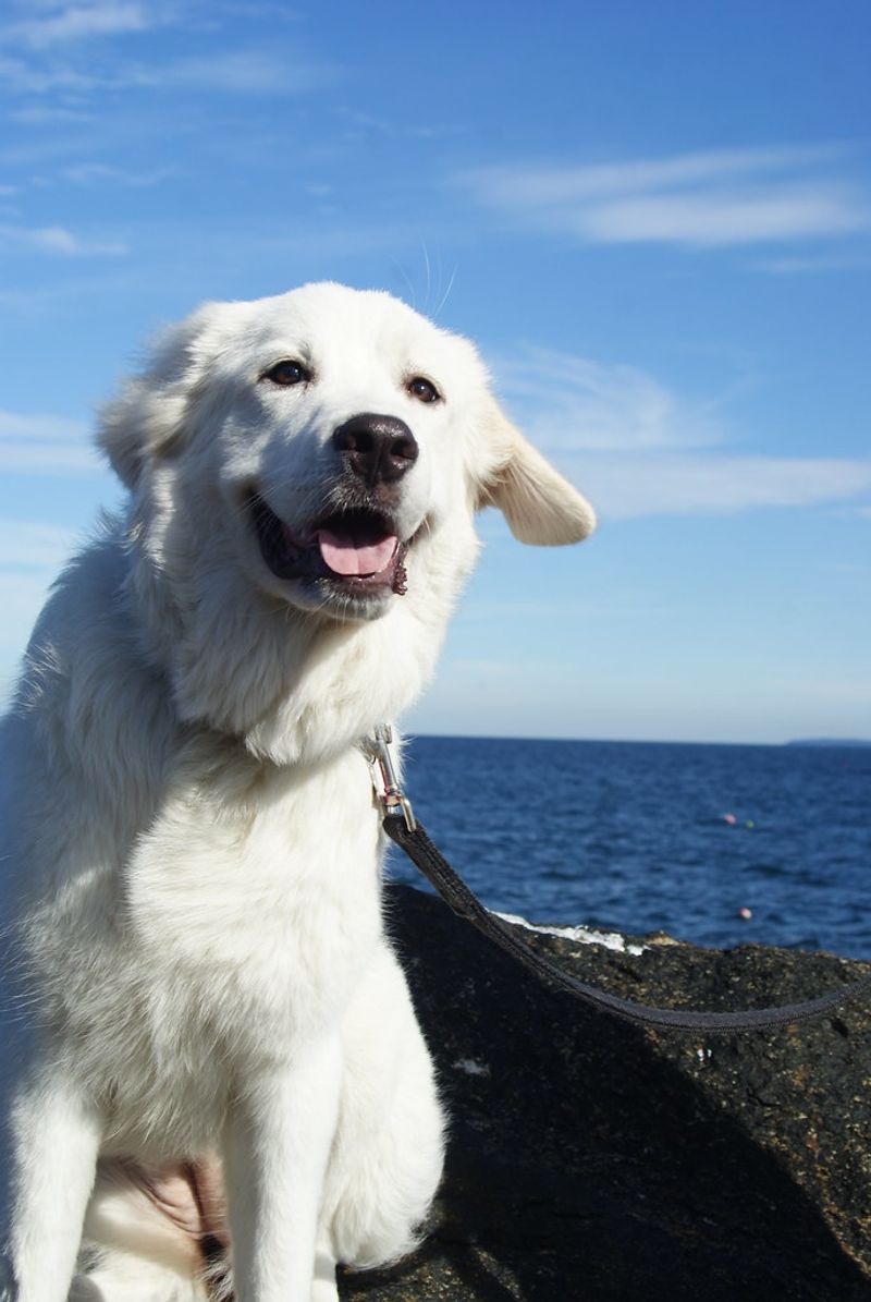 13 breeds that do better with calm handling than constant hype 11 Great Pyrenees