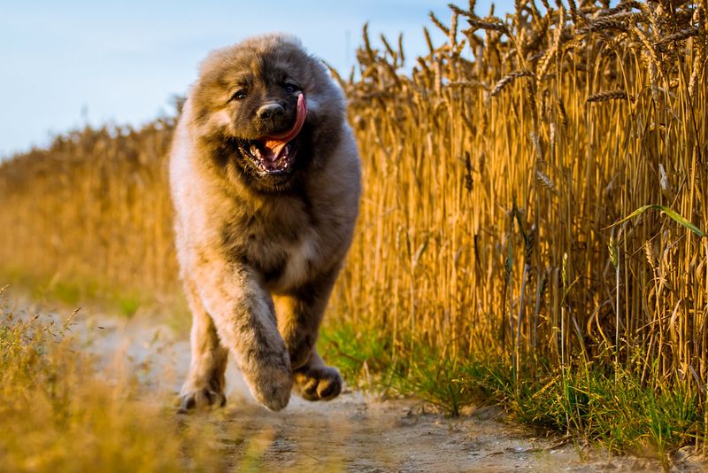 17 Extra-Fluffy Dog Breeds That Look Like Walking Clouds 12 Caucasian Shepherd (Ovcharka)