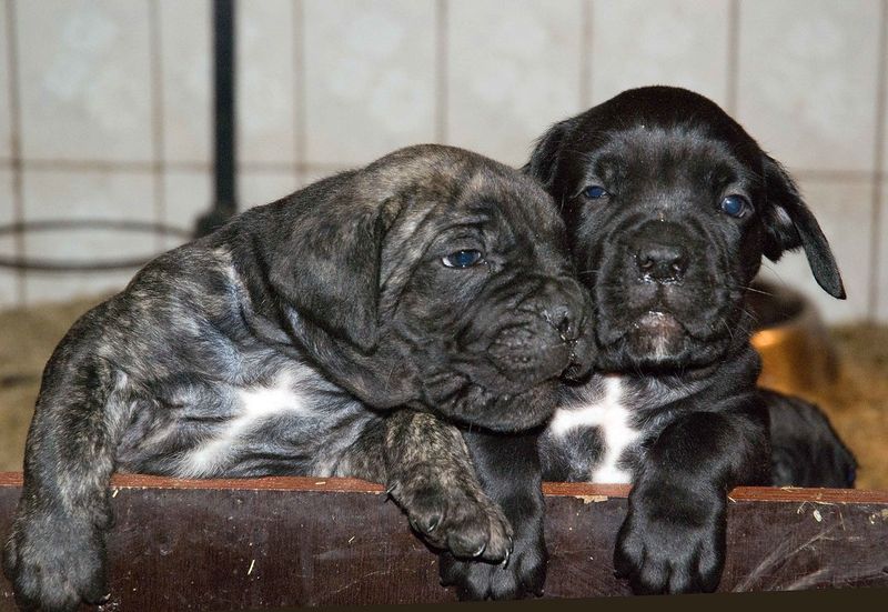 Cane Corso