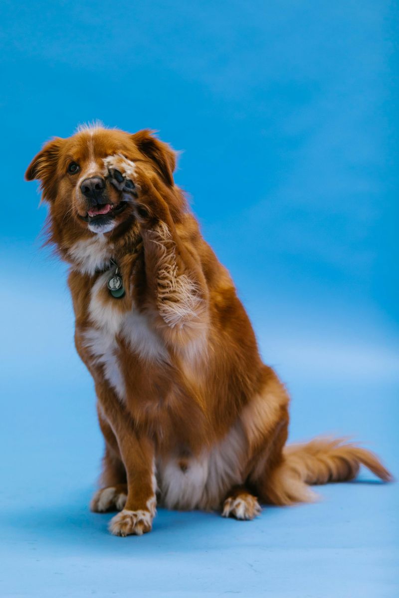 Nova Scotia Duck Tolling Retriever