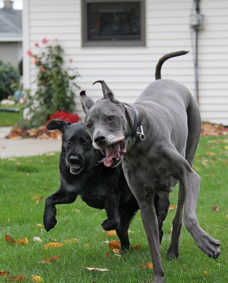 These 11 calm dog breeds have an incredible instinct for knowing when you need protection 12 Great Dane