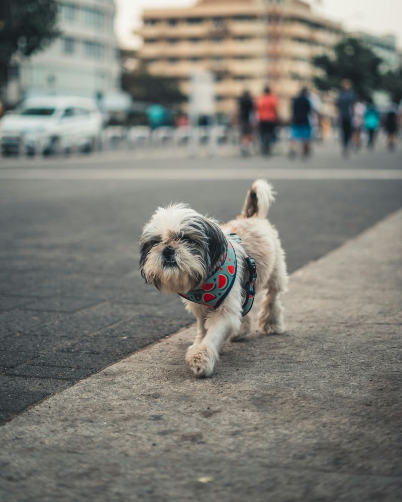 Shih Tzu