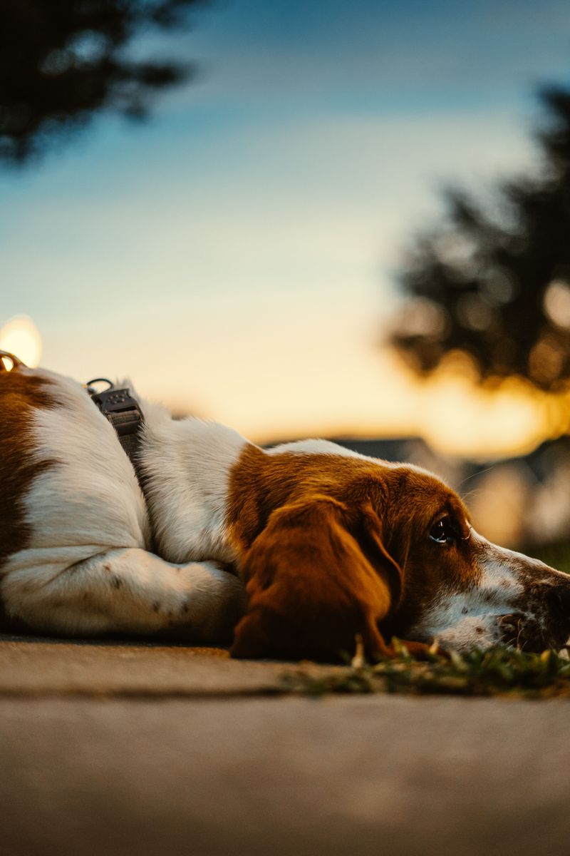 The calmest companion in the house is often one of these remarkably steady dog breeds 8 Basset Hound
