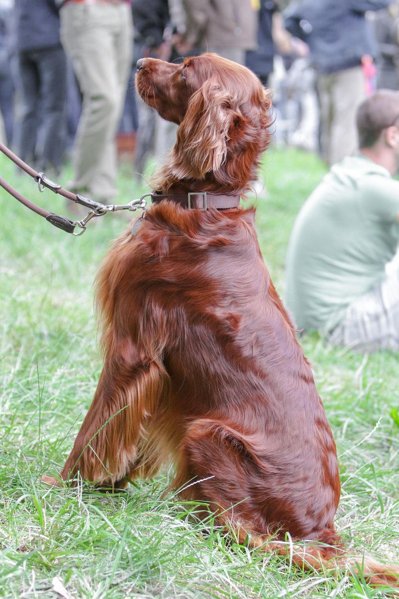 Irish Setter